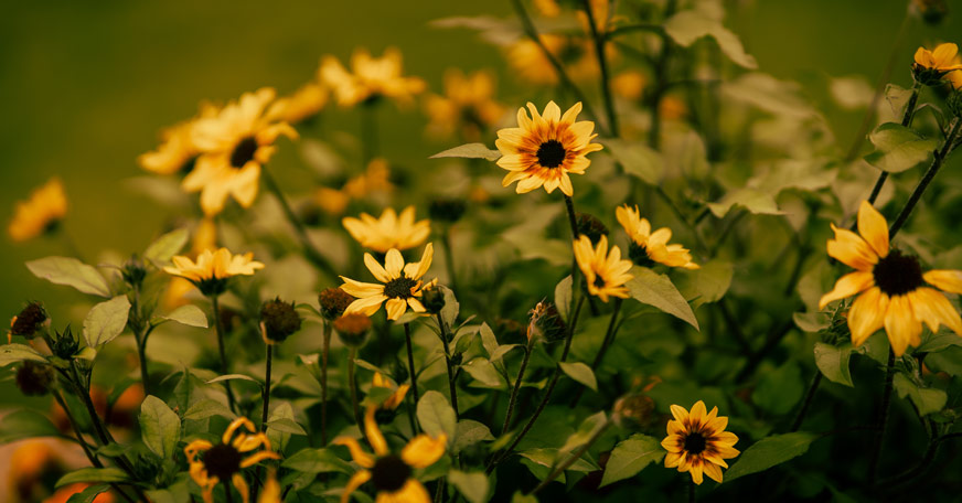 Yellow flowers