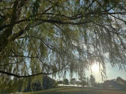 Kenyon Geetings - Photograph of Willow Tree