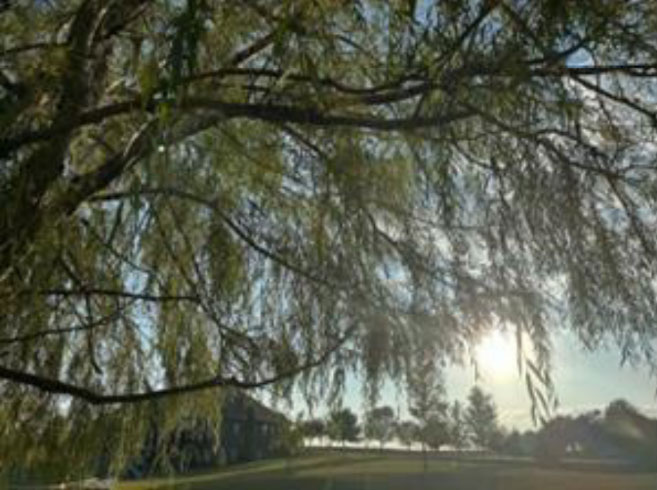 Kenyon Geetings - Photograph of Willow Tree