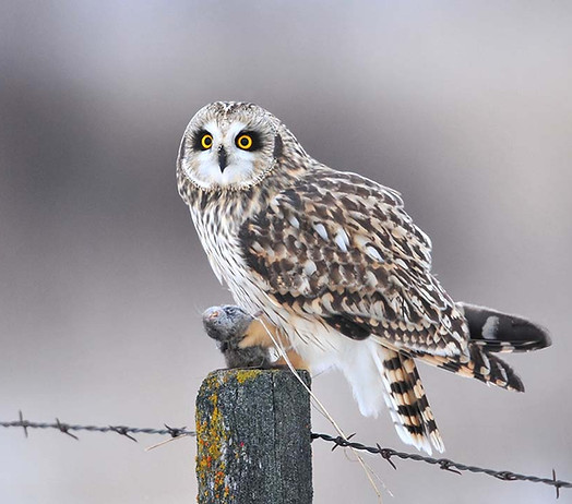 A photo of a short-eared owl with its prey
