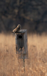 Short eared owl
