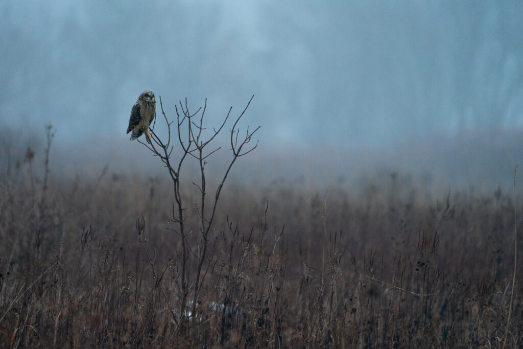 A short-eared owl perched