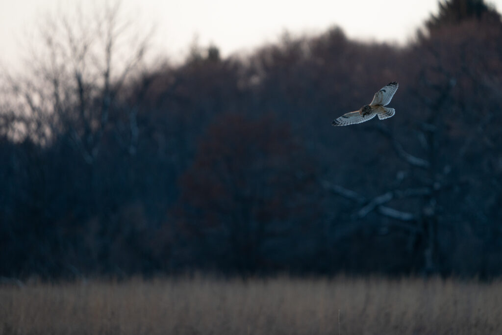 A hovering short-eared owl